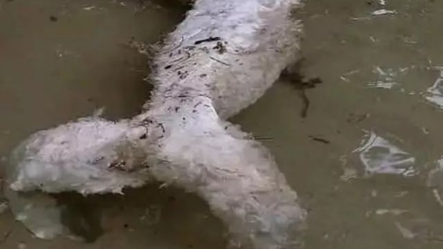 Mysterious ‘mermaid’ creature washes ashore leaving experts baffled