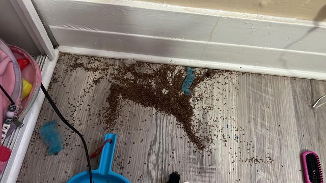 Mother asks internet for help after finding mysterious piles of ‘brown bits’ in daughter’s bedroom