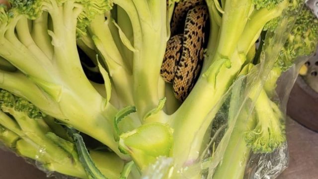 Shocking Encounter: Man’s Horrifying Discovery Inside Bag of Aldi-Bought Broccoli