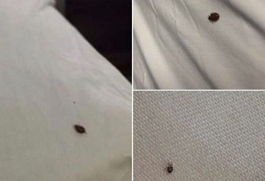 Steps to take when discovering a tick inside your home