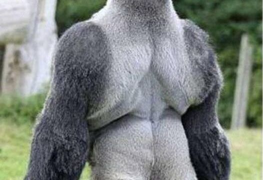 People Everywhere Are Loving This Gorilla. Just Wait Till He Turns Around And You Will Know Why.