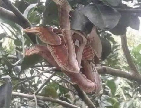 Angry-looking ‘snakes’ spotted lurking in tree, but everything is not as it seemed and