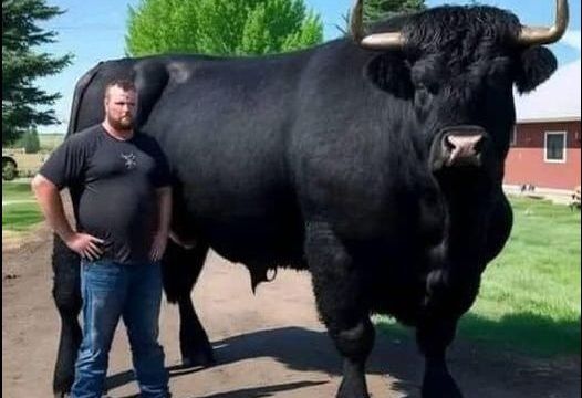 I recently spent $6,500 on this registered Black Angus bull - HT2