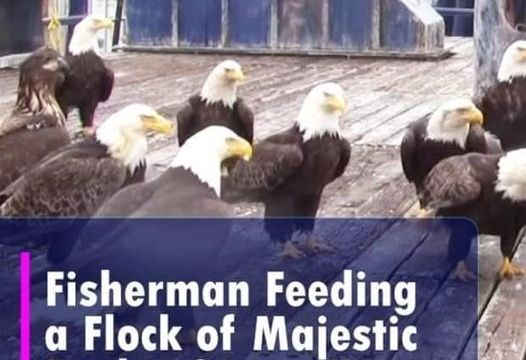 HT2.(VIDEO)Fisherman feeding a flock of majestic eagles gets a huge shock when he looks to his left