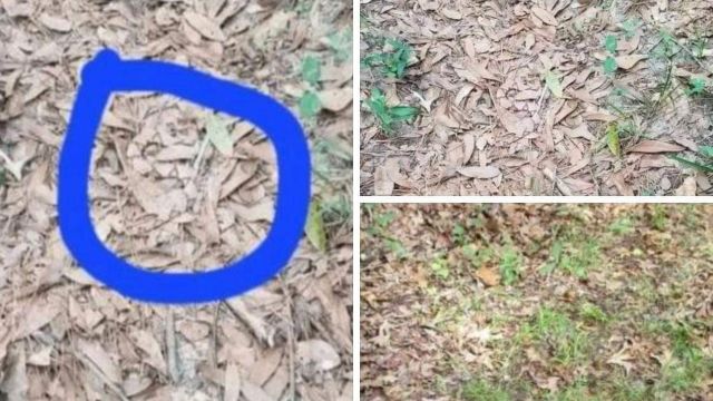 ht1.If you see leaves that look like this while out walking, you had better know what it could mean