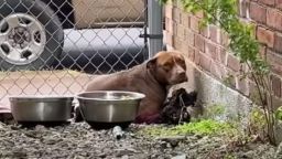 Rescuer Found A Pup Living In A Small Alley And Decided To Give Her A New Chance!!!!