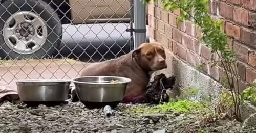 Rescuer Found A Pup Living In A Small Alley And Decided To Give Her A New Chance!!!!