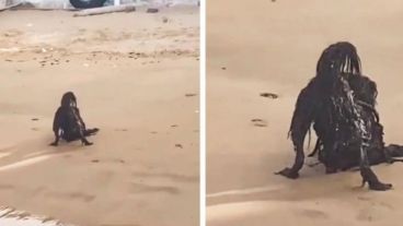 HT1. While Sunbathing on the Beach, a Man Photographs a Horrific Creature…You Will Be Surprised to Know What it Really Was…