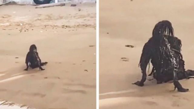 HT2. While Sunbathing on the Beach, a Man Photographs a Horrific Creature…You Will Be Surprised to Know What it Really Was…