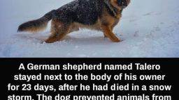 HT6. Loyal German Shepherd Stays Close To Dead Owner For 23 Days