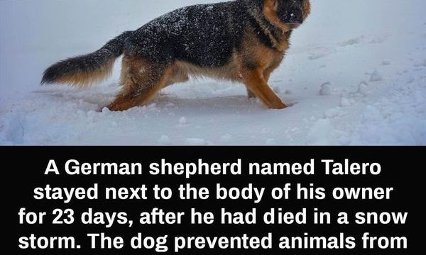 HT6. Loyal German Shepherd Stays Close To Dead Owner For 23 Days