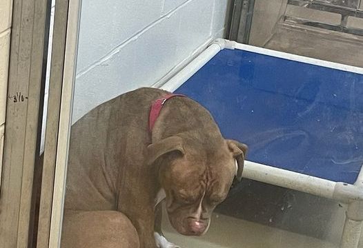 HT1. photo shows shelter pit bull “losing hope” after adoptions fall through — still looking for a home