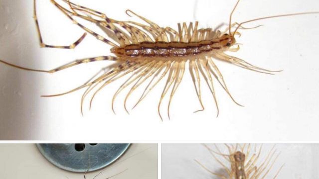 HT1. Why you should never kill a house centipede if you find one inside your house