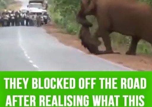 HT1. They blocked off the road after realizing what this elephant was carrying with its trunk