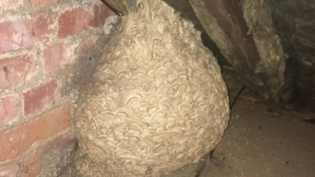 HT1. Man Thinks He Found “Hornets” Nest In Attic – Turns Pale When He Realizes What’s Inside