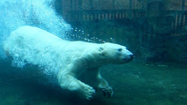 HT1. Woman experienced an incident at the Berlin Zoo