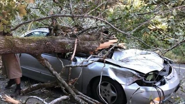 HT1. Popular comedian died in sad accident when massive tree limb fell on top of him