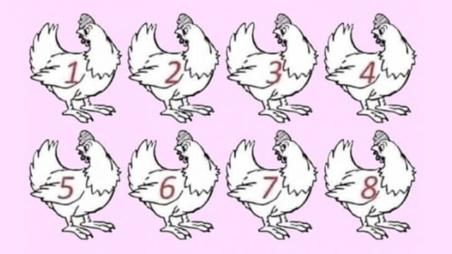 HT1. ARE YOU A GENIUS? NO ONE CAN FIGURE OUT WHICH CHICKEN IS DIFFERENT.