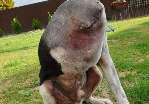 HT1. People Are Going Crazy Over This Photo Of A ‘Headless’ Dog